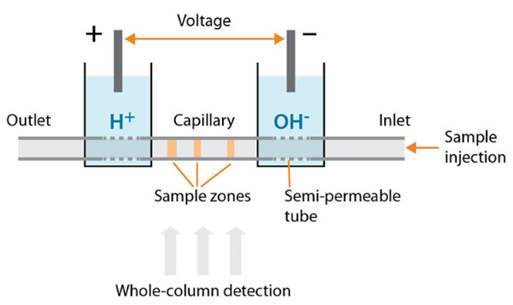 ATA-7050毛細管電泳功率放大器如何進行毛細管電泳實驗