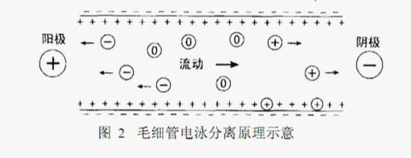 ATA-7050毛細管電泳功率放大器如何進行毛細管電泳實驗